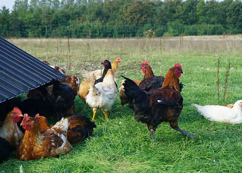 Økologisk måltidskasse med frilandskylling