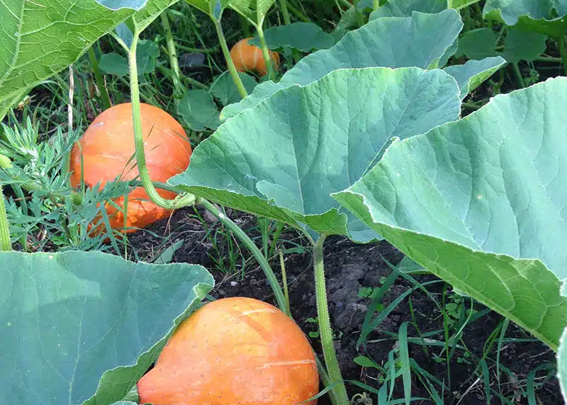 Økologisk måltidskasse med lokale grøntsager